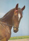 AK 214951 HORSE / PFERD / CHEVAL .. - Paarden