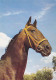 AK 214952 HORSE / PFERD / CHEVAL .. - Cavalli