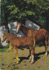 AK 214953 HORSE / PFERD / CHEVAL .. - Cavalli