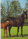 AK 214955 HORSE / PFERD / CHEVAL .. - Horses
