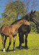 AK 214956 HORSE / PFERD / CHEVAL .. - Pferde