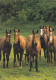 AK 214957 HORSE / PFERD / CHEVAL .. - Horses