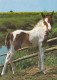 AK 214958 HORSE / PFERD / CHEVAL .. - Cavalli