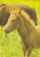 AK 214962 HORSE / PFERD / CHEVAL .. - Pferde