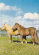 AK 214963 HORSE / PFERD / CHEVAL .. - Horses