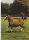 AK 214964 HORSE / PFERD / CHEVAL .. - Paarden