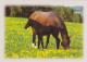 AK 214968 HORSE / PFERD / CHEVAL .. - Pferde