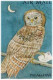 Philatelic Fantasies, OWL, Dove, Kingfisher, Bird,  Animal, Birds With Mail Letter & Parcel Flight, Full Sheet FDC Palau - Chauve-souris