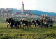 13757674 Rheinfelden AG Brauerei Feldschloesschen Mit Sechsspaenner Rheinfelden  - Autres & Non Classés