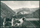 Aosta Colle Gran San Bernardo Cani PIEGHINA Foto FG Cartolina KB1638 - Aosta