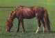 AK 214979 HORSE / PFERD / CHEVAL .. - Pferde