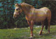 AK 214980 HORSE / PFERD / CHEVAL .. - Pferde