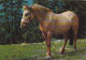 AK 214980 HORSE / PFERD / CHEVAL .. - Horses