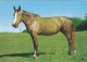 AK 214982 HORSE / PFERD / CHEVAL .. - Horses