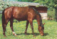 AK 214983 HORSE / PFERD / CHEVAL .. - Paarden