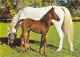 AK 214984 HORSE / PFERD / CHEVAL .. - Horses