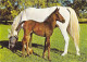 AK 214984 HORSE / PFERD / CHEVAL .. - Cavalli