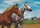 AK 214991 HORSE / PFERD / CHEVAL .. - Horses