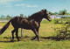 AK 214996 HORSE / PFERD / CHEVAL .. - Horses