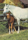 AK 214998 HORSE / PFERD / CHEVAL .. - Chevaux
