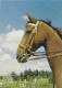 AK 215000 HORSE / PFERD / CHEVAL .. - Chevaux