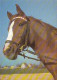 AK 215001 HORSE / PFERD / CHEVAL .. - Paarden