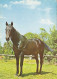 AK 215002 HORSE / PFERD / CHEVAL .. - Horses