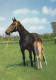 AK 215003 HORSE / PFERD / CHEVAL .. - Paarden