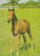 AK 215004 HORSE / PFERD / CHEVAL .. - Cavalli