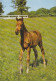 AK 215005 HORSE / PFERD / CHEVAL .. - Pferde