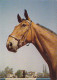 AK 215007 HORSE / PFERD / CHEVAL .. - Cavalli