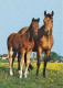 AK 215010 HORSE / PFERD / CHEVAL .. - Paarden