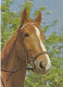 AK 215011 HORSE / PFERD / CHEVAL .. - Horses