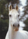 AK 215012 HORSE / PFERD / CHEVAL .. - Paarden