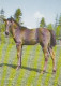 AK 215016 HORSE / PFERD / CHEVAL .. - Chevaux