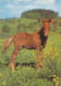 AK 215017 HORSE / PFERD / CHEVAL .. - Paarden