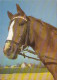 AK 215020 HORSE / PFERD / CHEVAL .. - Paarden