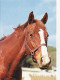 AK 215022 HORSE / PFERD / CHEVAL .. - Paarden