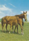 AK 215022 HORSE / PFERD / CHEVAL .. - Chevaux