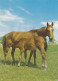 AK 215022 HORSE / PFERD / CHEVAL .. - Paarden