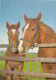 AK 215023 HORSE / PFERD / CHEVAL .. - Paarden