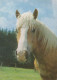 AK 215024 HORSE / PFERD / CHEVAL .. - Chevaux