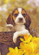 AK 215037 DOG / HUND ... - Beagle - Dogs