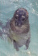 AK 215045 SEAL / SEEHUND / ROBBE ... - Autres & Non Classés