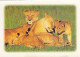 AK 215069 LION / LÖWE ... - Leones