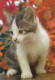 AK 215083 CAT / KATZE ... - Cats