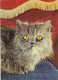 AK 215097 CAT / KATZE ... - Katzen