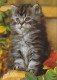 AK 215101 CAT / KATZE ... - Katzen