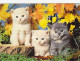 AK 215103 CAT / KATZE ... - Katzen