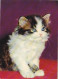 AK 215110 CAT / KATZE ... - Katzen